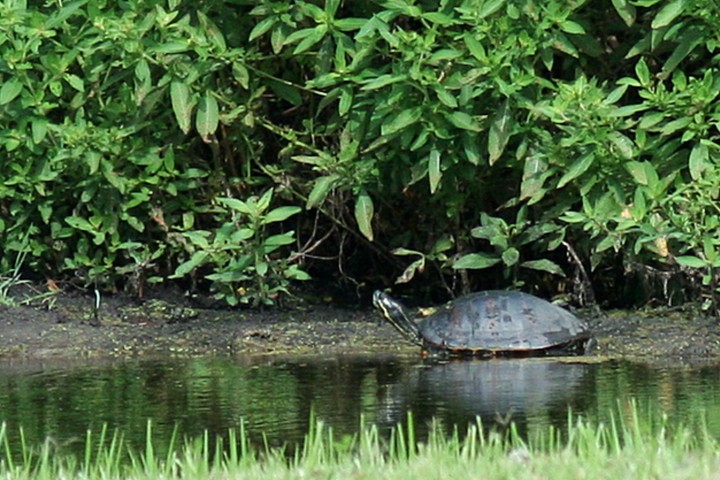 ElR_Turtle_040212 (Small).jpg